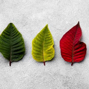 BARVILA IN NARAVNI DODATKI